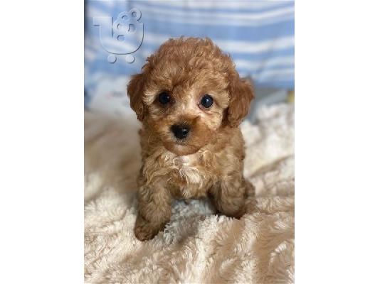 PoulaTo: Όμορφο κουτάβι Maltipoo